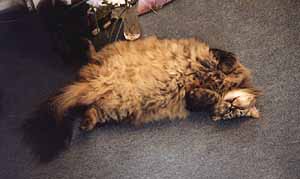 [Bibi dort...]